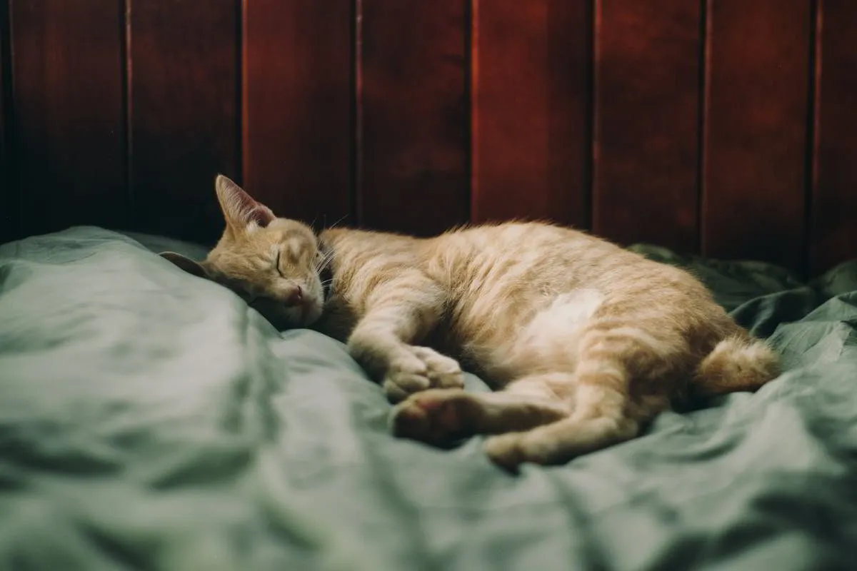 The connection between sleep and mental health: why rest is more than just recovery